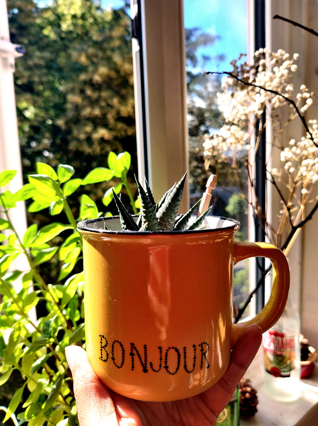 Cactus in a mug