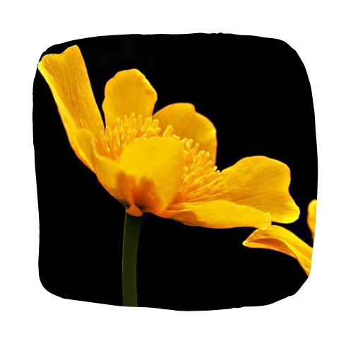 a close up of a flower