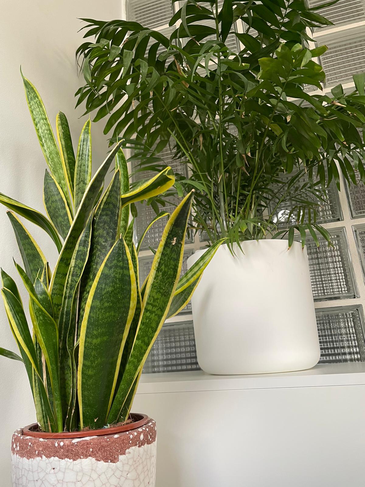 a vase with a flower on a plant