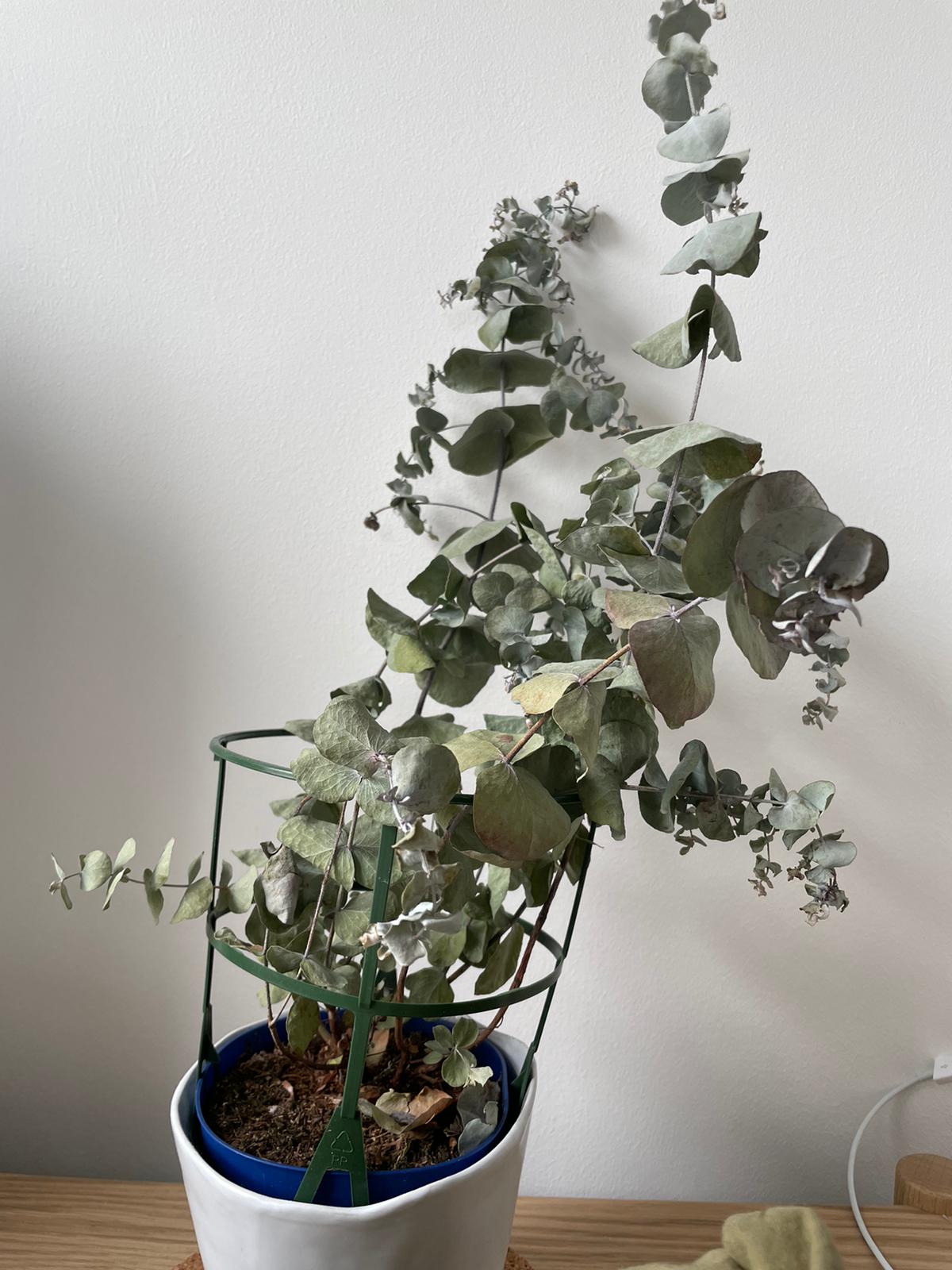 Dried out leave in a vase on a table