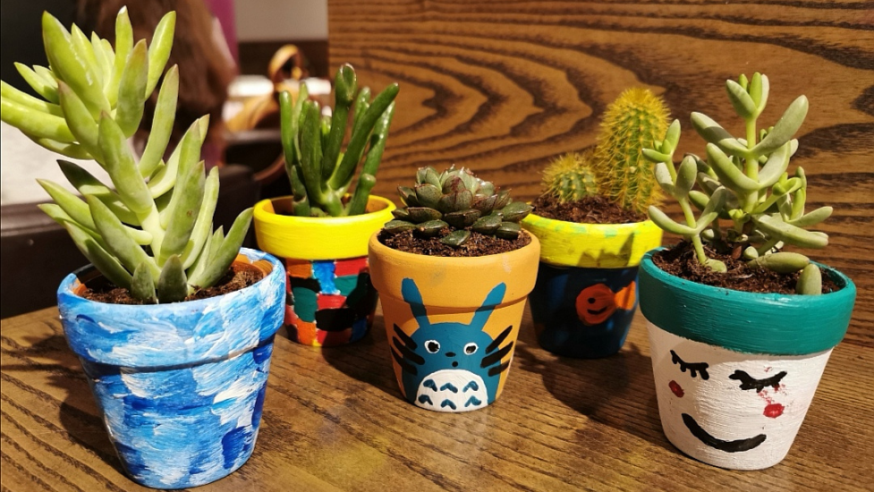 cactus plants in pots