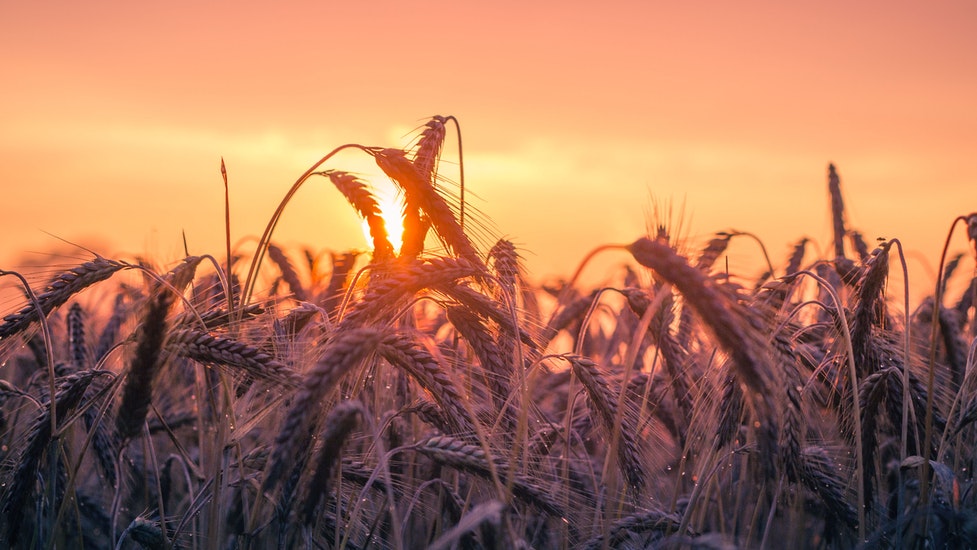 a field of wheat