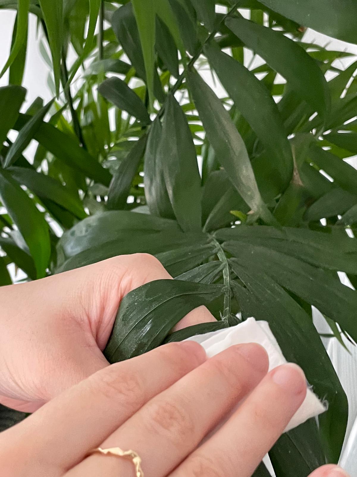 Person dusting leaves