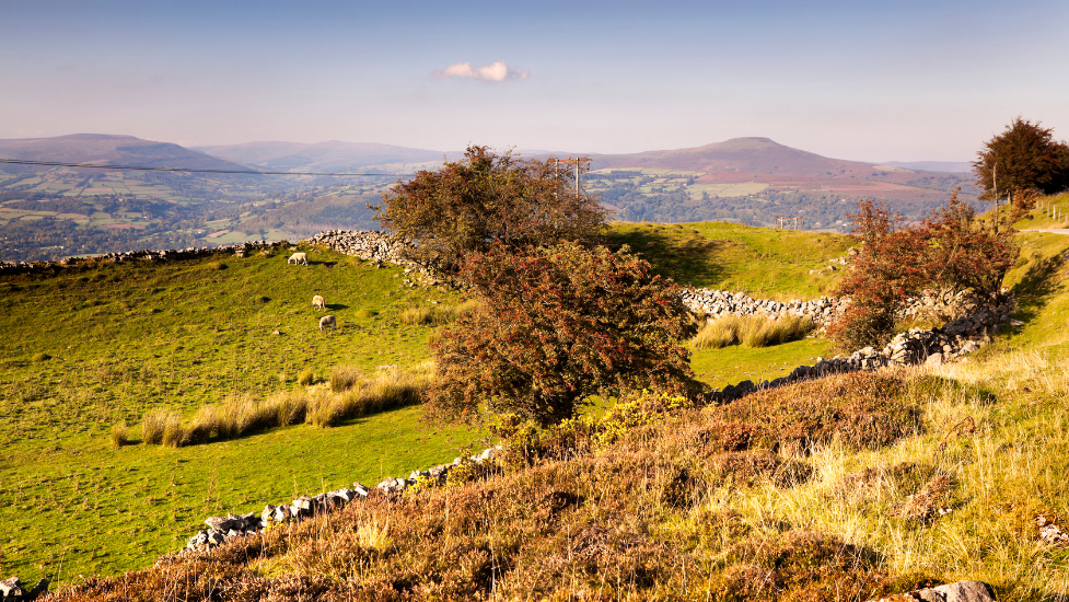 a herd of sheep grazing on a lush green hillside